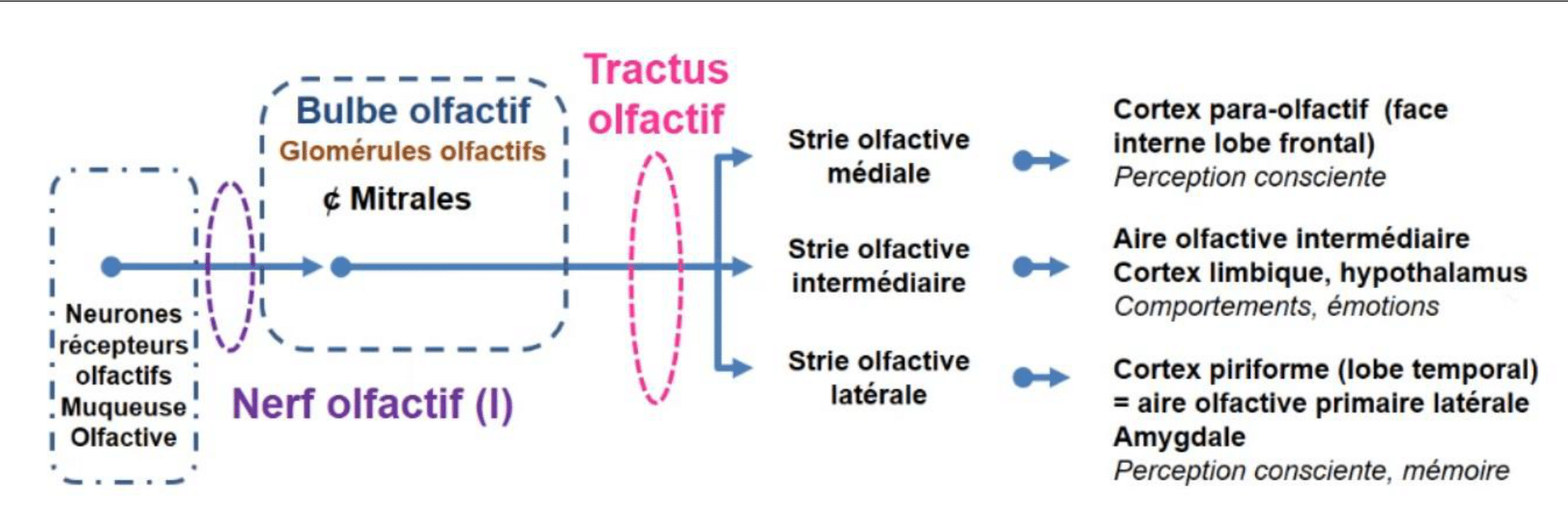 Voies olfactives et stries olfactives médiale, intermédiaire et latérale