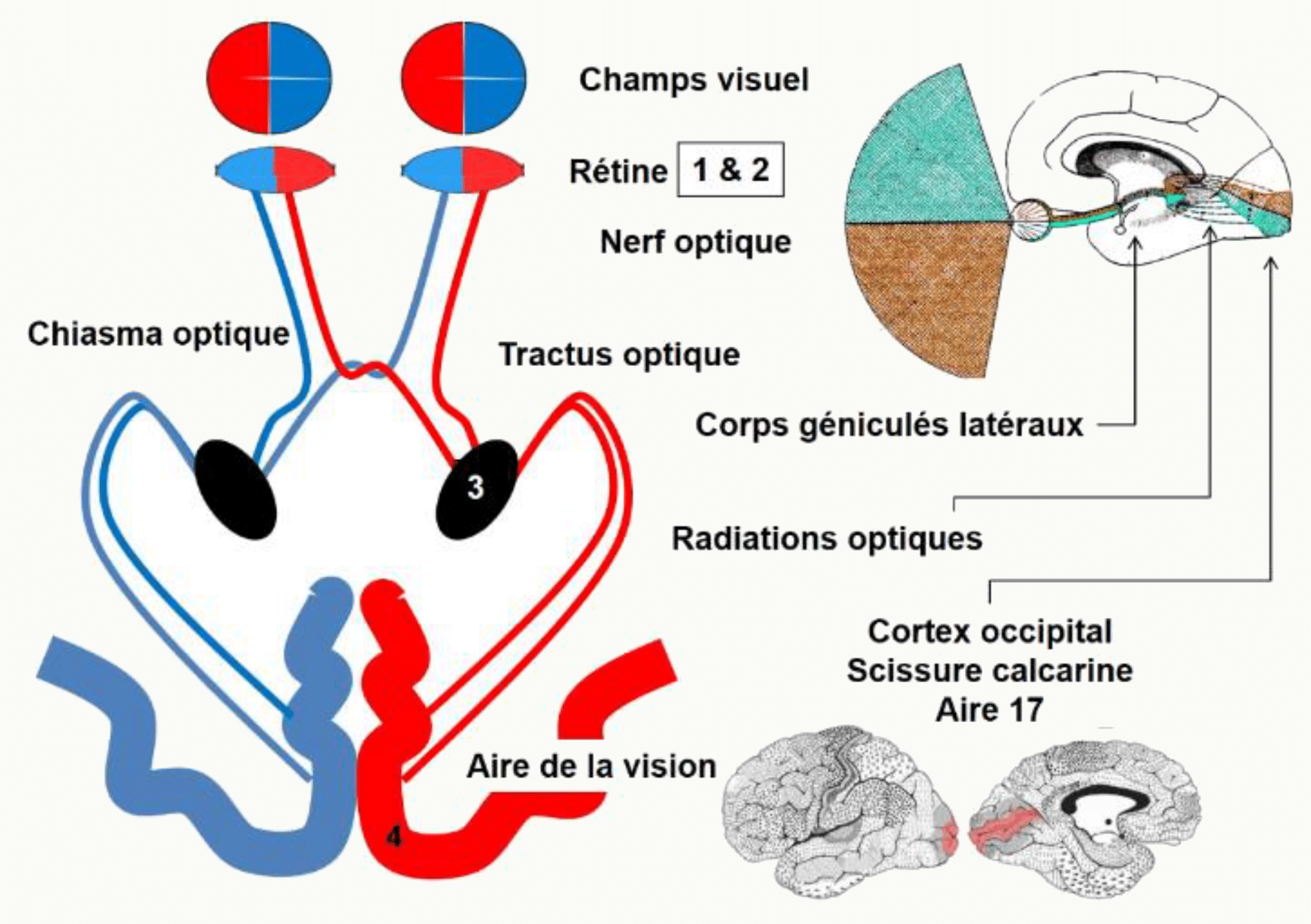 Voies optiques du nerf optique au cortex visuel, avec le chiasma et les corps géniculés latéraux