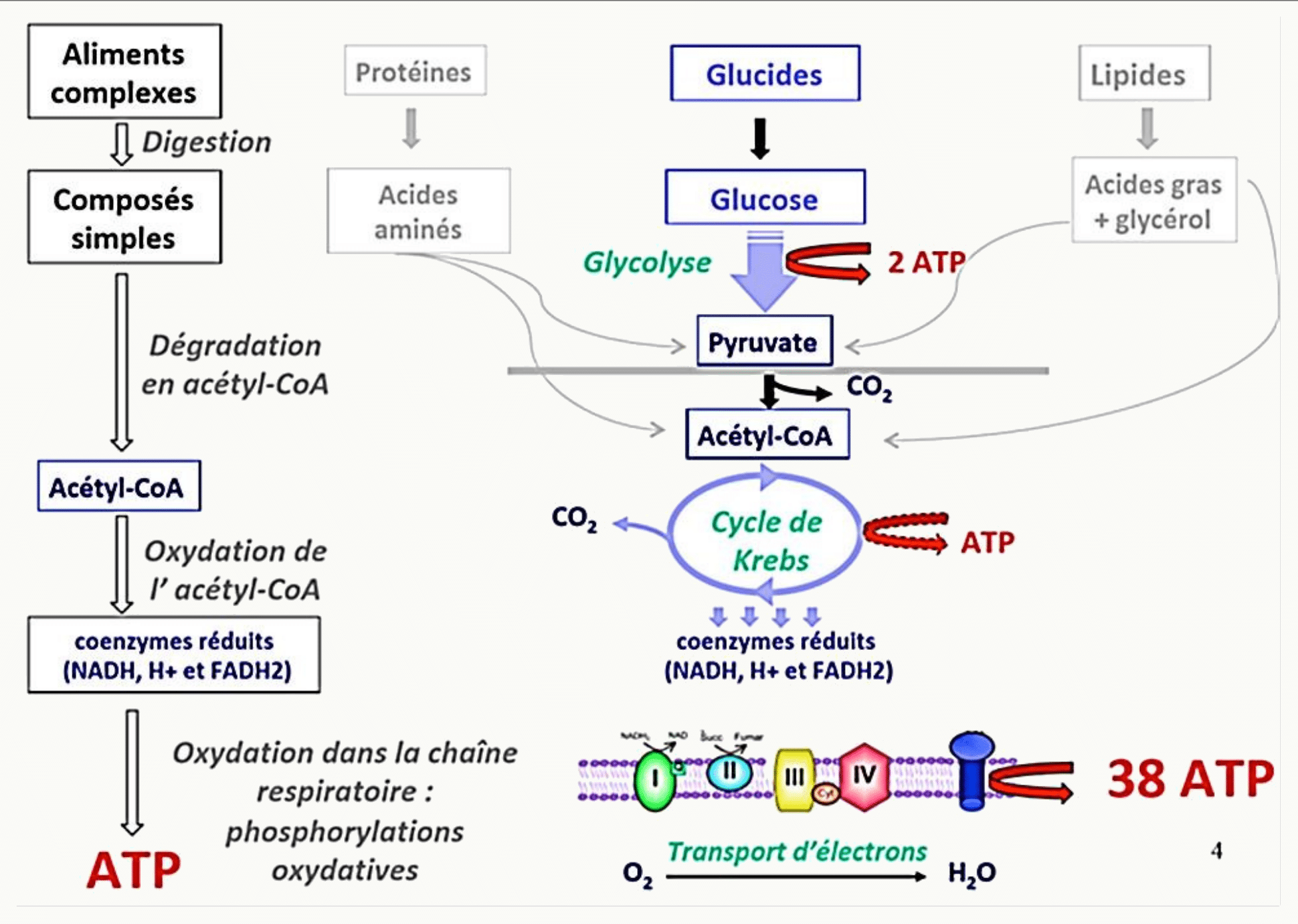 Vue d'ensemble du catabolisme : glycolyse, cycle de Krebs et chaîne respiratoire aboutissant à 38 ATP