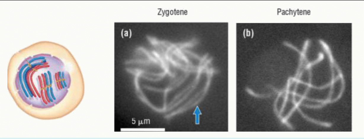 Chromosomes aux stades zygotène et pachytène observés en immunofluorescence