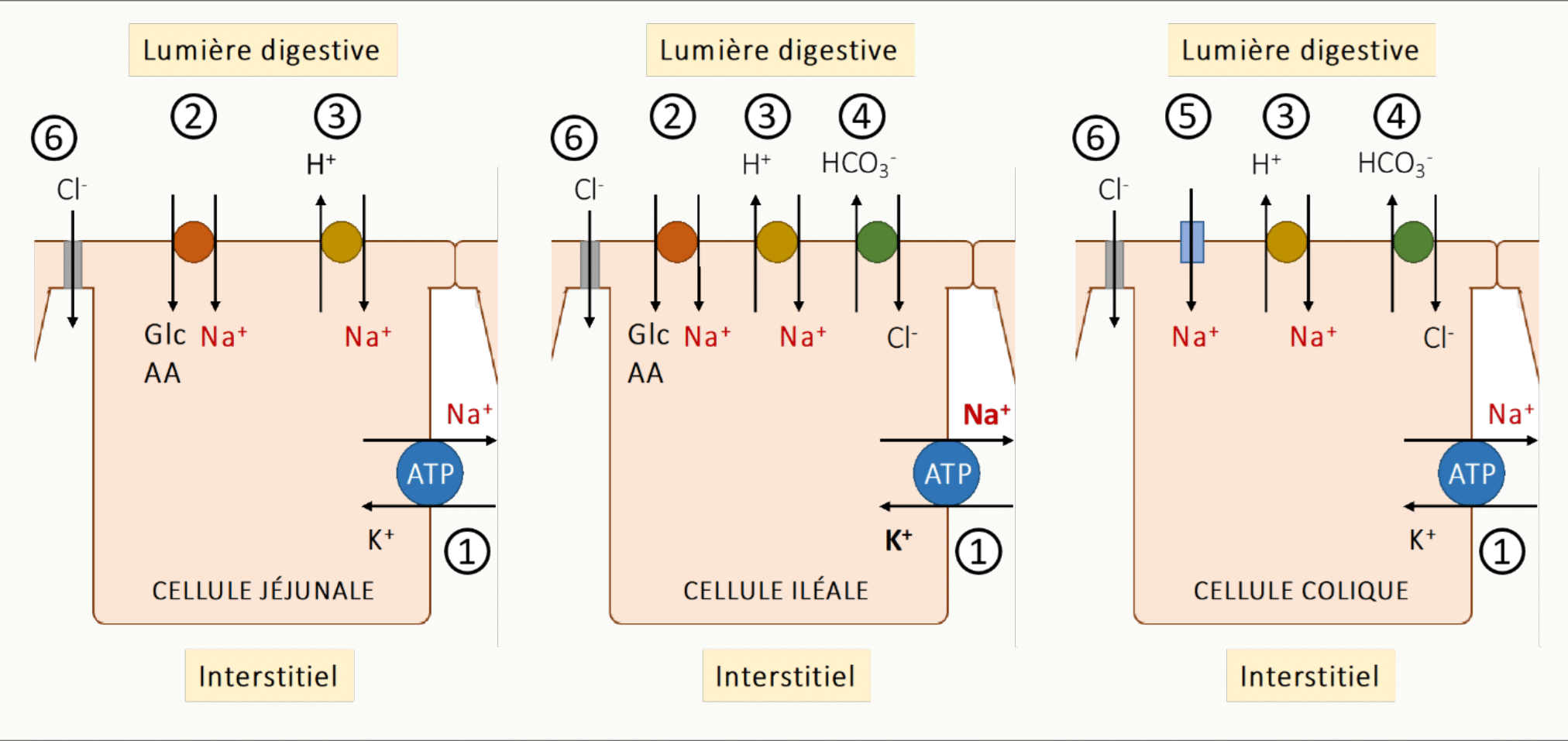 Trois panneaux comparant les mécanismes d'absorption du Na⁺ dans l'entérocyte : cotransport Na⁺/glucose ou Na⁺/acides aminés au pôle apical (jéjunum), échangeurs Na⁺/H⁺ et Cl⁻/HCO₃⁻ couplés (iléon), et canal ENaC électrogénique dans le côlon distal, tous suivis d'une extrusion baso-latérale par la pompe Na⁺/K⁺ ATPase