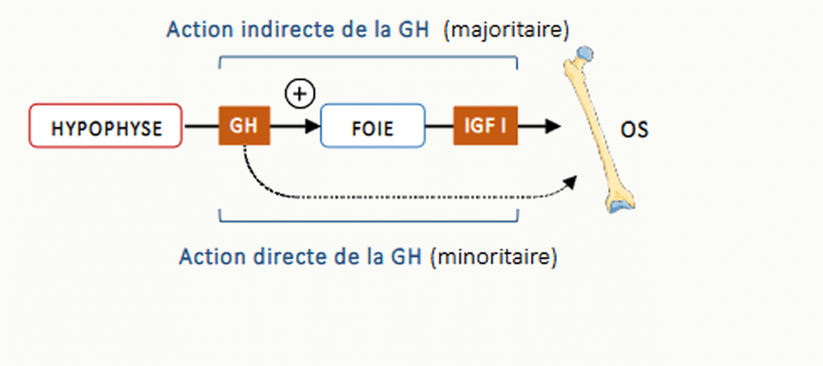 Schéma actions directe et indirecte de la GH sur l'os.