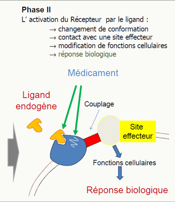 Activation en cascade récepteur ligand couplage effecteur