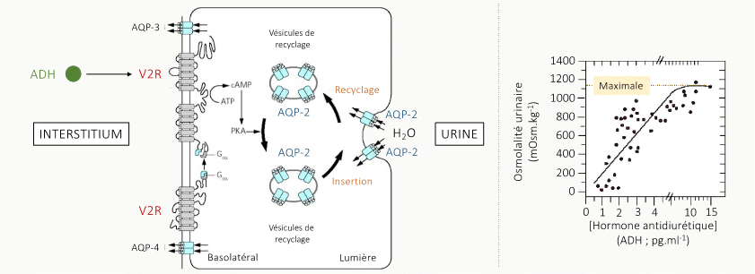Double planche : cellule du canal collecteur montrant l'insertion apicale des AQP-2 sous l'action de l'ADH (via V2R) et le passage d'eau de la lumière tubulaire vers l'interstitium, couplée à un graphique reliant l'osmolalité urinaire (jusqu'à ~1400 mOsm/kg) à la concentration plasmatique d'ADH