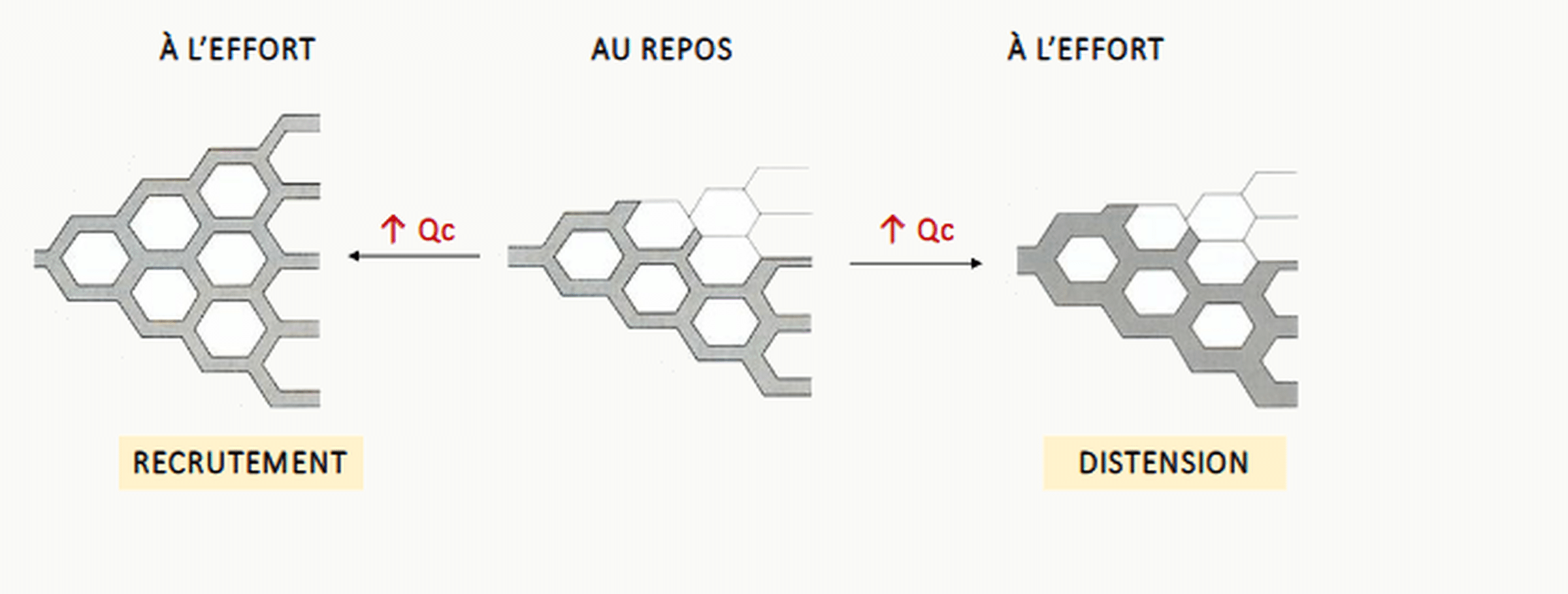 Trois schémas d'alvéoles pulmonaires en structure « nid d'abeille » côte à côte : à gauche, à l'effort avec recrutement (alvéoles ouvertes remplies) ; au centre, au repos (mélange d'alvéoles ouvertes et fermées) ; à droite, à l'effort avec distension (alvéoles agrandies, ↑ Q̇c) — illustration des deux mécanismes complémentaires d'augmentation de la surface d'échange à l'effort.