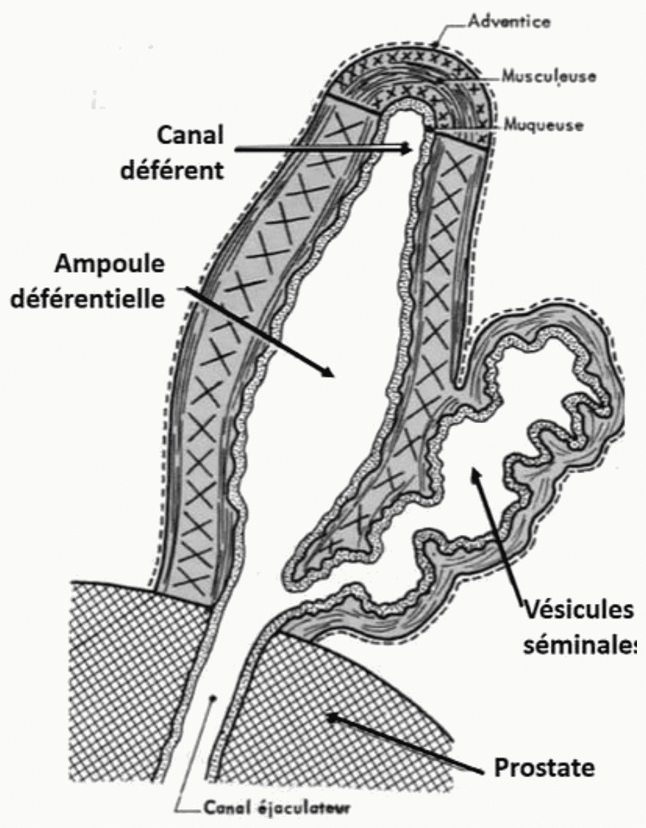 Ampoule déférentielle, vésicule séminale et canal éjaculateur