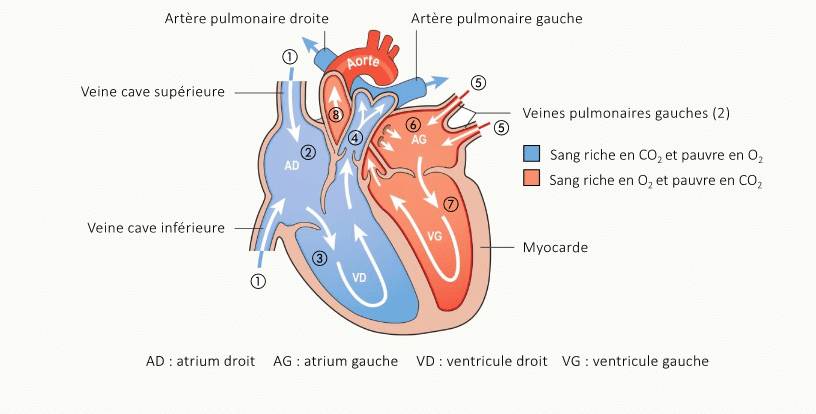 Coupe anatomique du cœur montrant l'aorte, l'artère pulmonaire, l'oreillette droite (OD), l'oreillette gauche (OG), le ventricule droit (VD) et le ventricule gauche (VG), avec les flèches de flux.