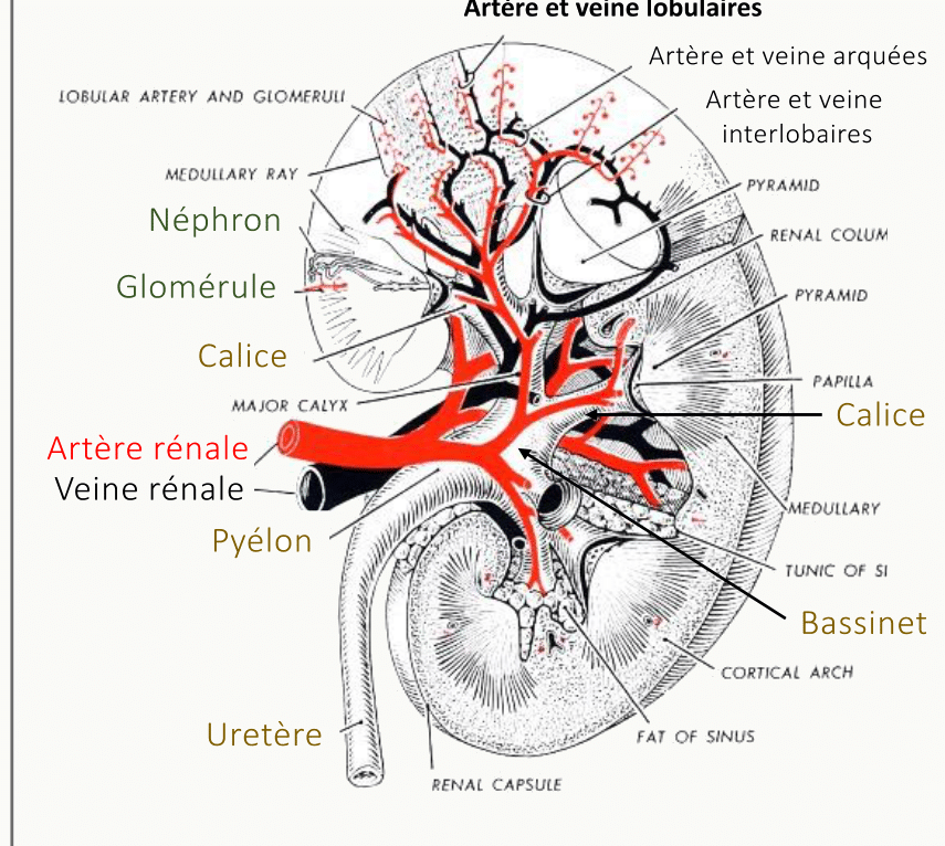 Coupe schématique d'un rein humain avec artère et veine rénales, pyélon, calices, papilles et uretère, superposée aux dénominations vasculaires latines de la vascularisation intrarénale