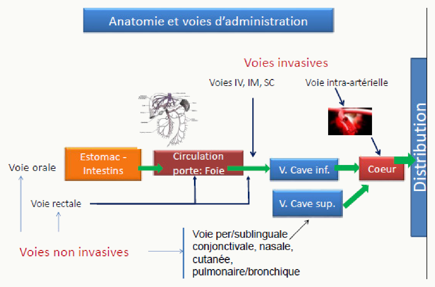 Vue anatomique globale des voies d'administration