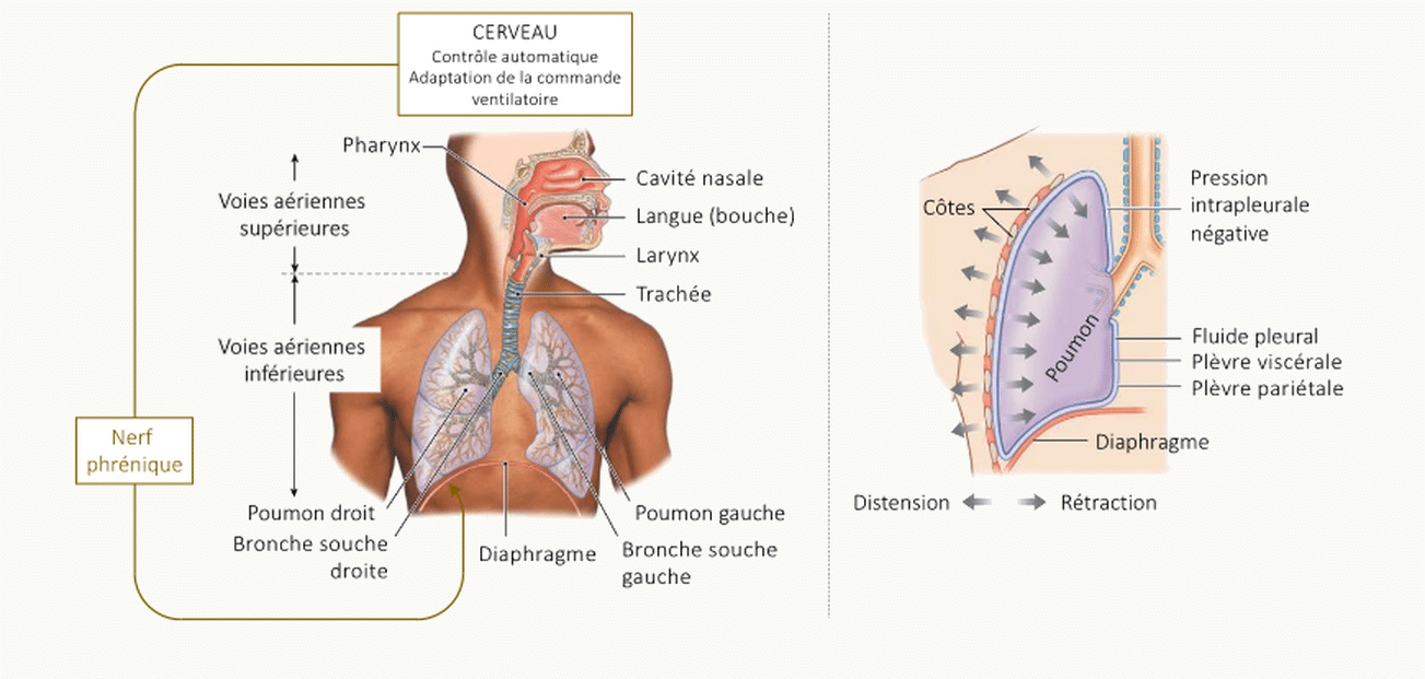 Schéma sagittal des voies aériennes supérieures et inférieures montrant la cavité nasale, le pharynx, le larynx, la trachée, les bronches souches droite et gauche, les poumons, le diaphragme, la plèvre pariétale et le sternum.