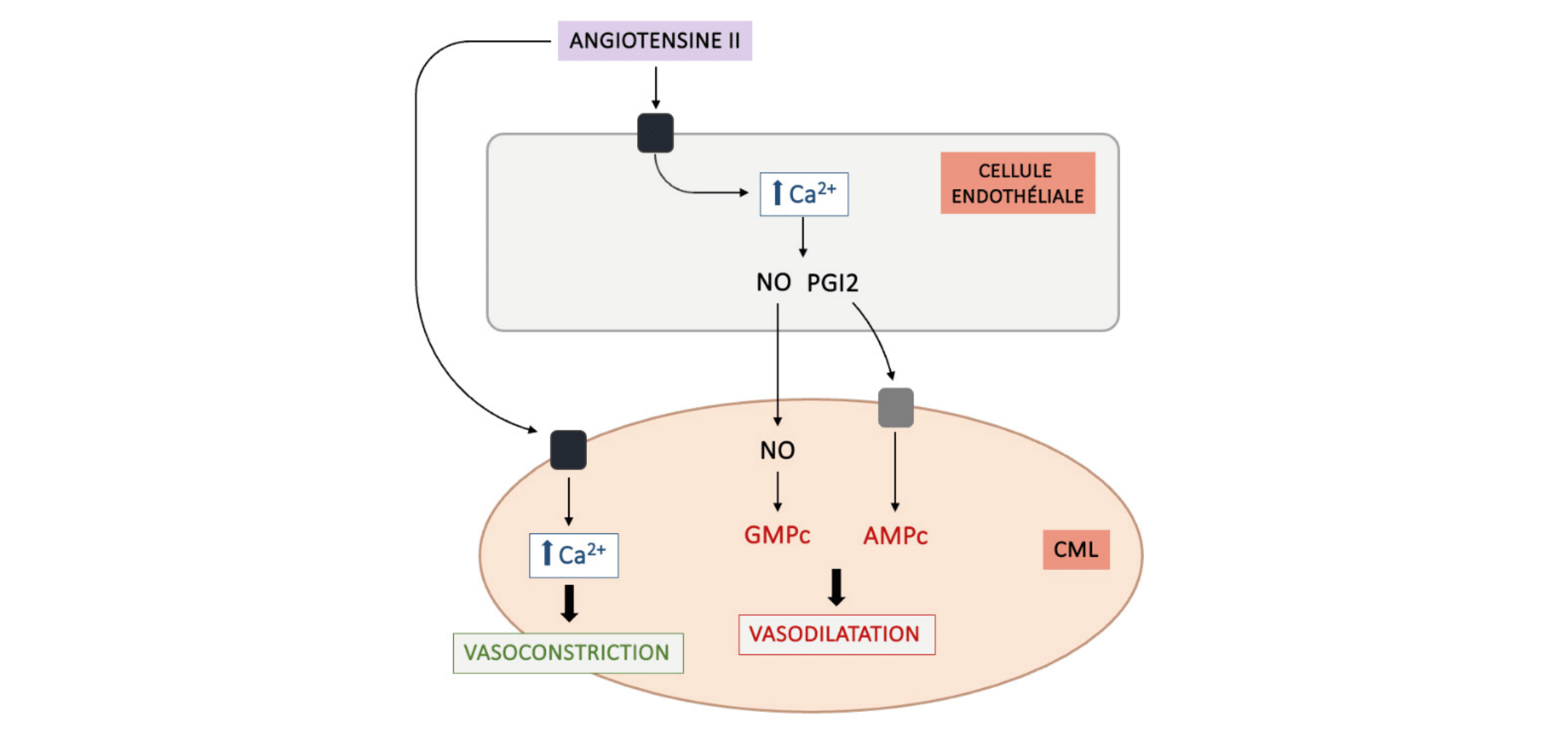 Schéma de l'angiotensine II agissant sur les récepteurs AT1 de la CML (↑Ca²⁺ → vasoconstriction) et les récepteurs AT2 de la cellule endothéliale (NO, PGI2 → AMPc → vasodilatation).