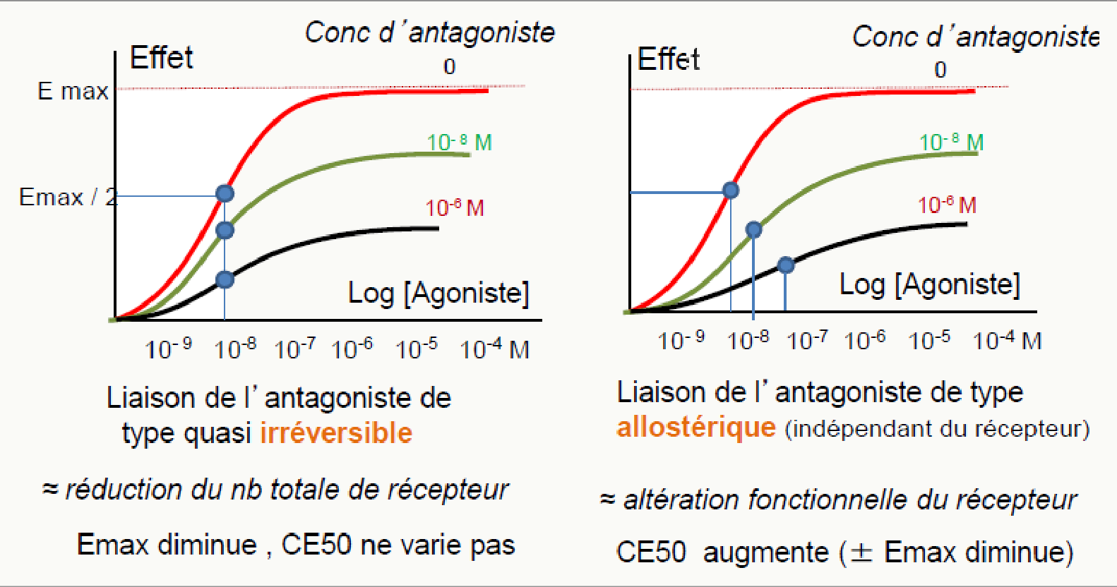 Antagonisme non compétitif : Emax diminue, CE50 inchangée