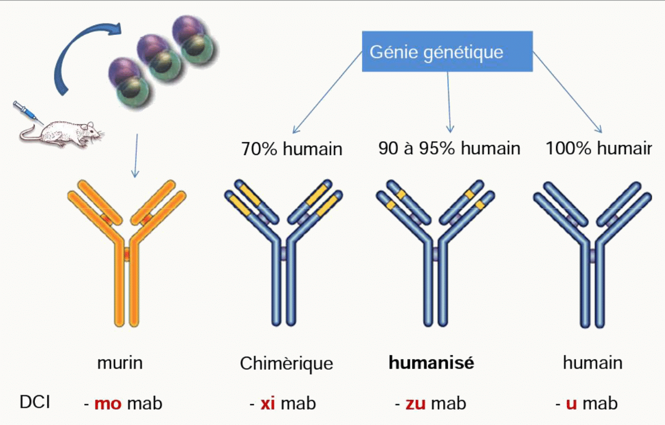 Anticorps monoclonaux classification nomenclature humanisation