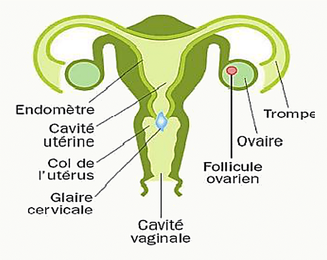 Schéma anatomique de l'appareil génital féminin en coupe frontale légendant l'endomètre, la cavité utérine, le col de l'utérus, la glaire cervicale, la cavité vaginale, l'ovaire, le follicule ovarien et les trompes utérines.