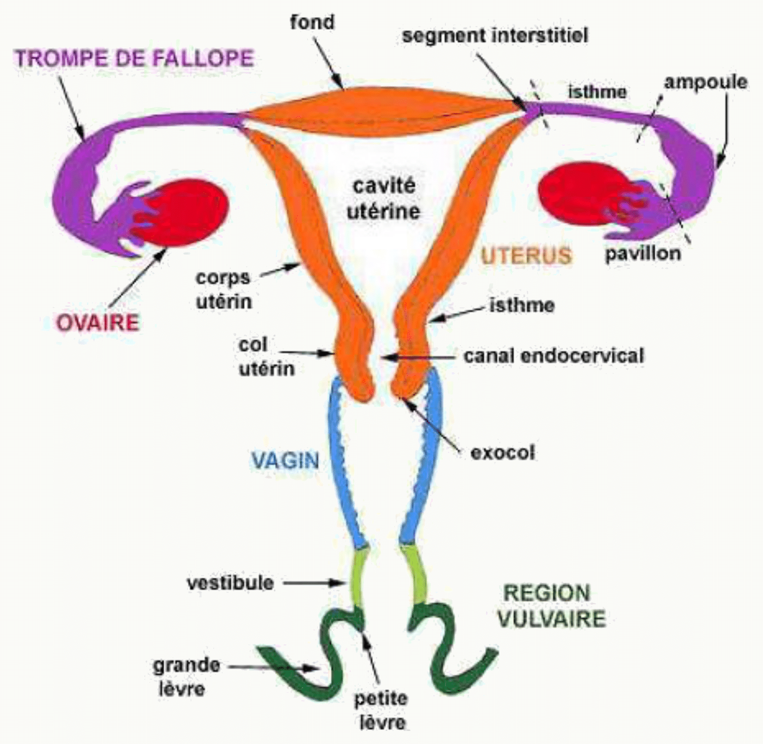 Appareil génital féminin : vue d'ensemble (ovaires, trompes, utérus, col et vagin)