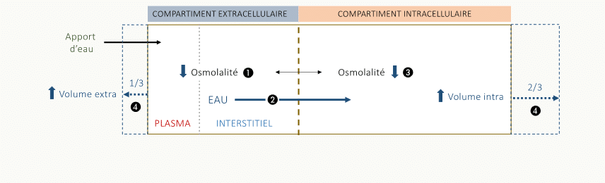 Schéma d'un apport d'eau pure : le liquide arrivant dans le compartiment extracellulaire (1/3) diminue son osmolalité, ce qui déplace l'eau vers le compartiment intracellulaire (2/3) et augmente le volume intracellulaire