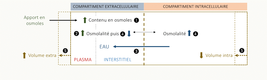 Enchaînement causal d'un apport d'osmoles efficaces (ex. NaCl) dans le compartiment extracellulaire : ① contenu en osmoles ↑, ② osmolalité EC ↑, ③ transfert d'eau IC → EC, ④ égalisation des osmolalités, ⑤ volume extracellulaire ↑ et volume intracellulaire ↓