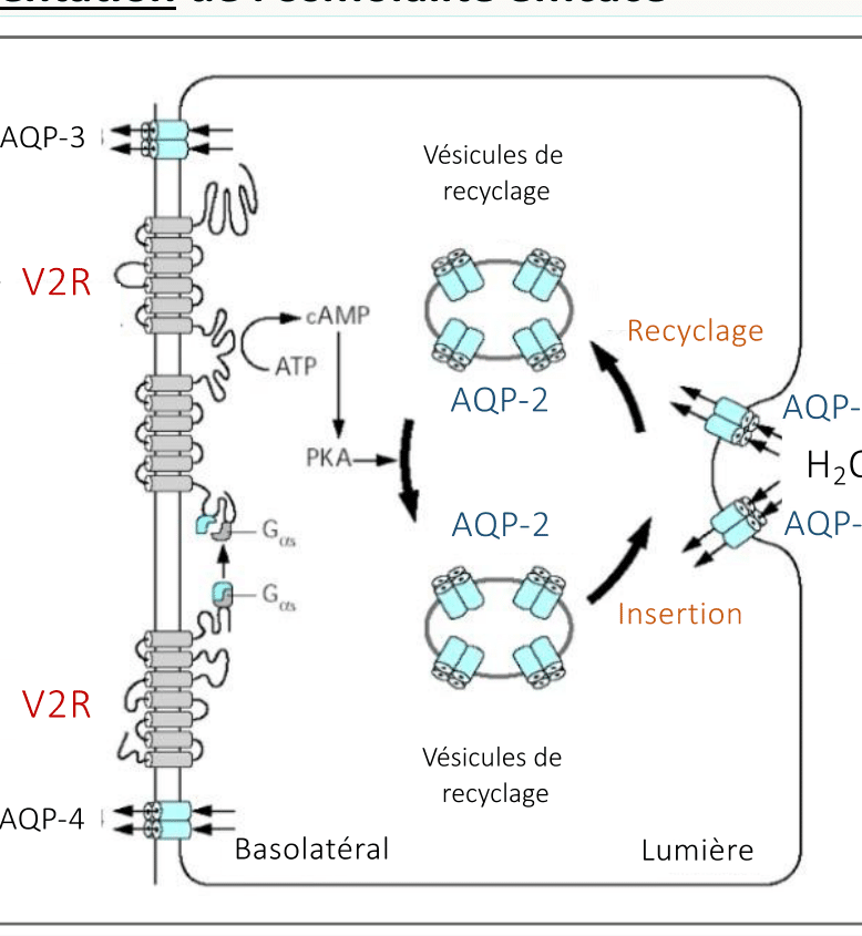 Cellule du canal collecteur rénal montrant le récepteur V2R basolatéral activé par l'ADH, cascade AMPc-PKA, insertion des vésicules d'aquaporine-2 AQP-2 dans la membrane luminale, AQP-3 et AQP-4 basolatérales