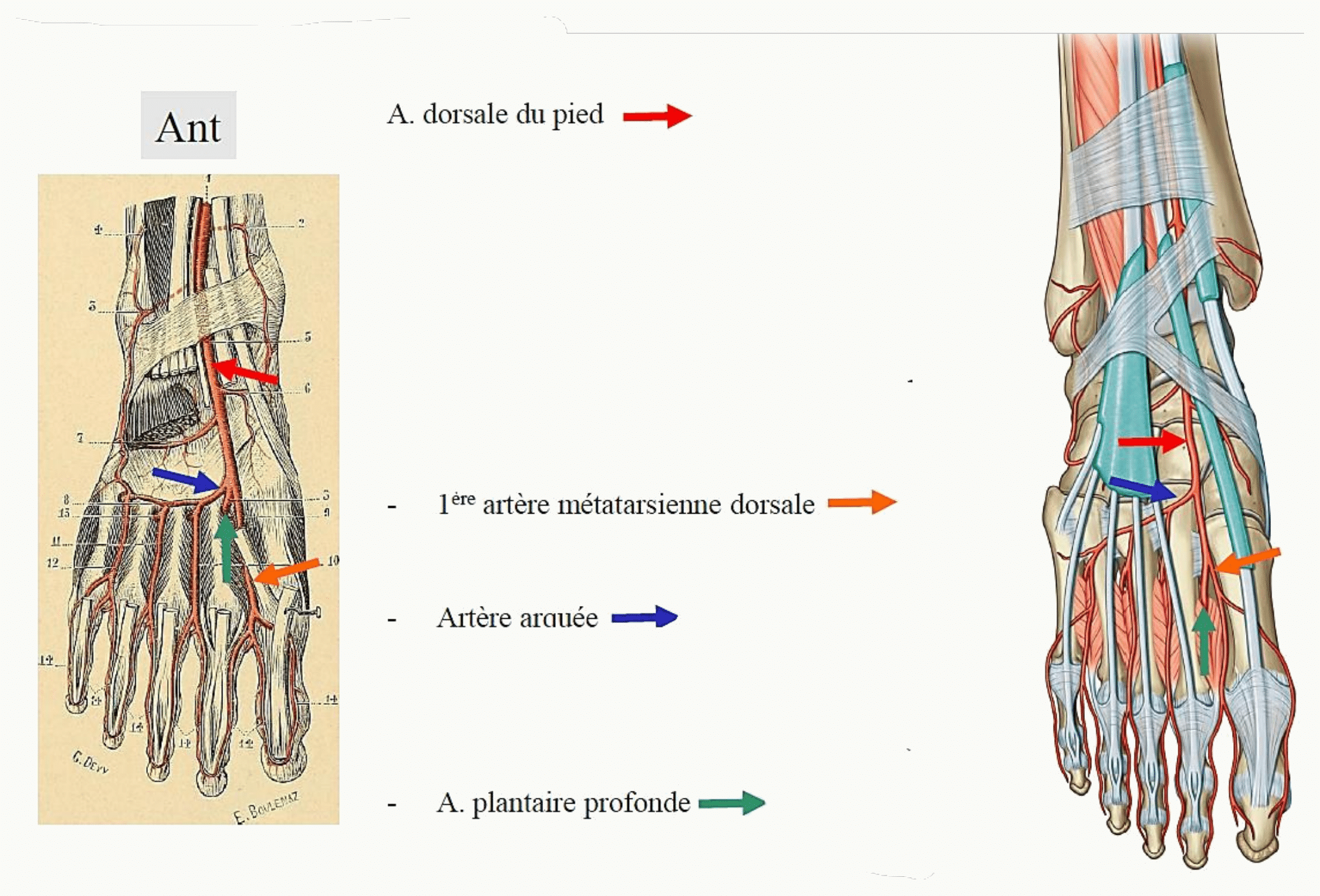 Artère dorsale du pied (pédieuse) et arcade artérielle dorsale