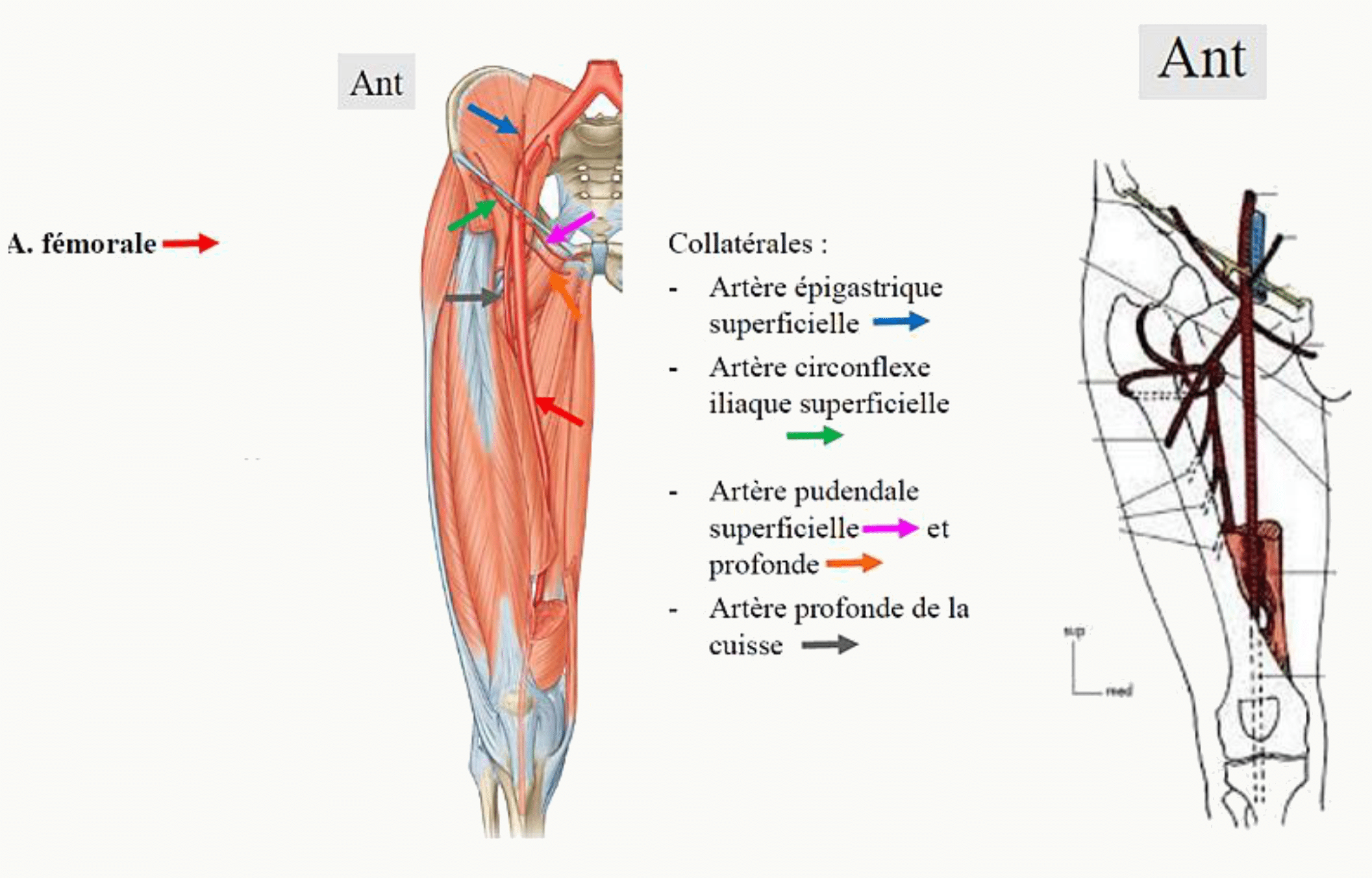 Artère fémorale et ses branches collatérales à la cuisse