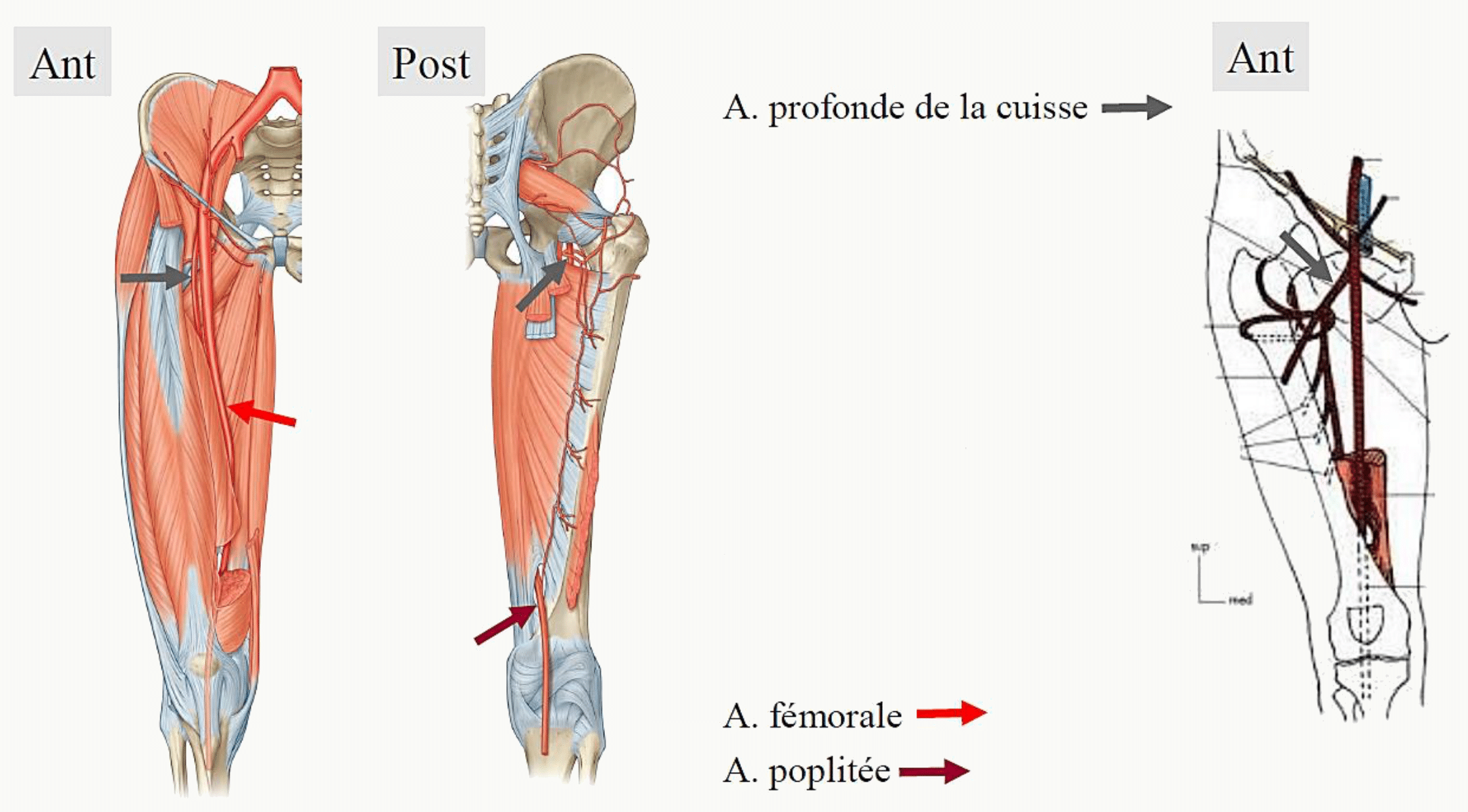 Artère profonde de la cuisse et artères circonflexes fémorales médiale et latérale, avec les perforantes