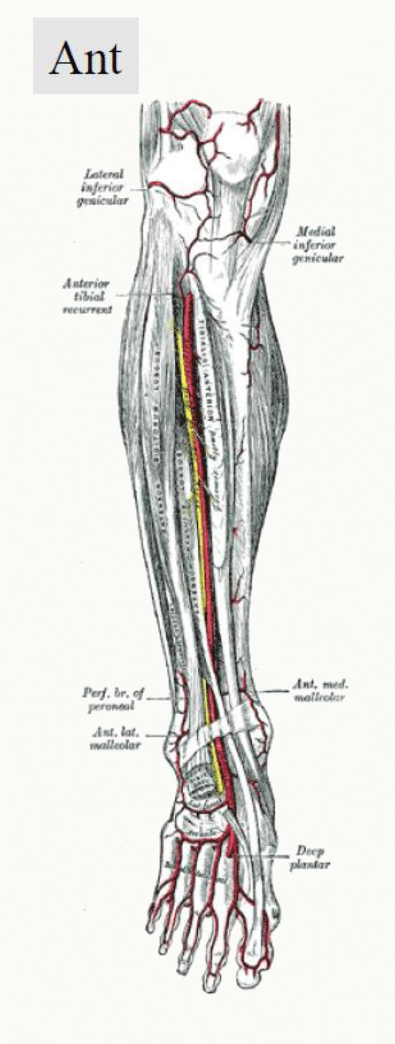 Vue d'ensemble des artères de la jambe : tibiale antérieure, tibiale postérieure et fibulaire
