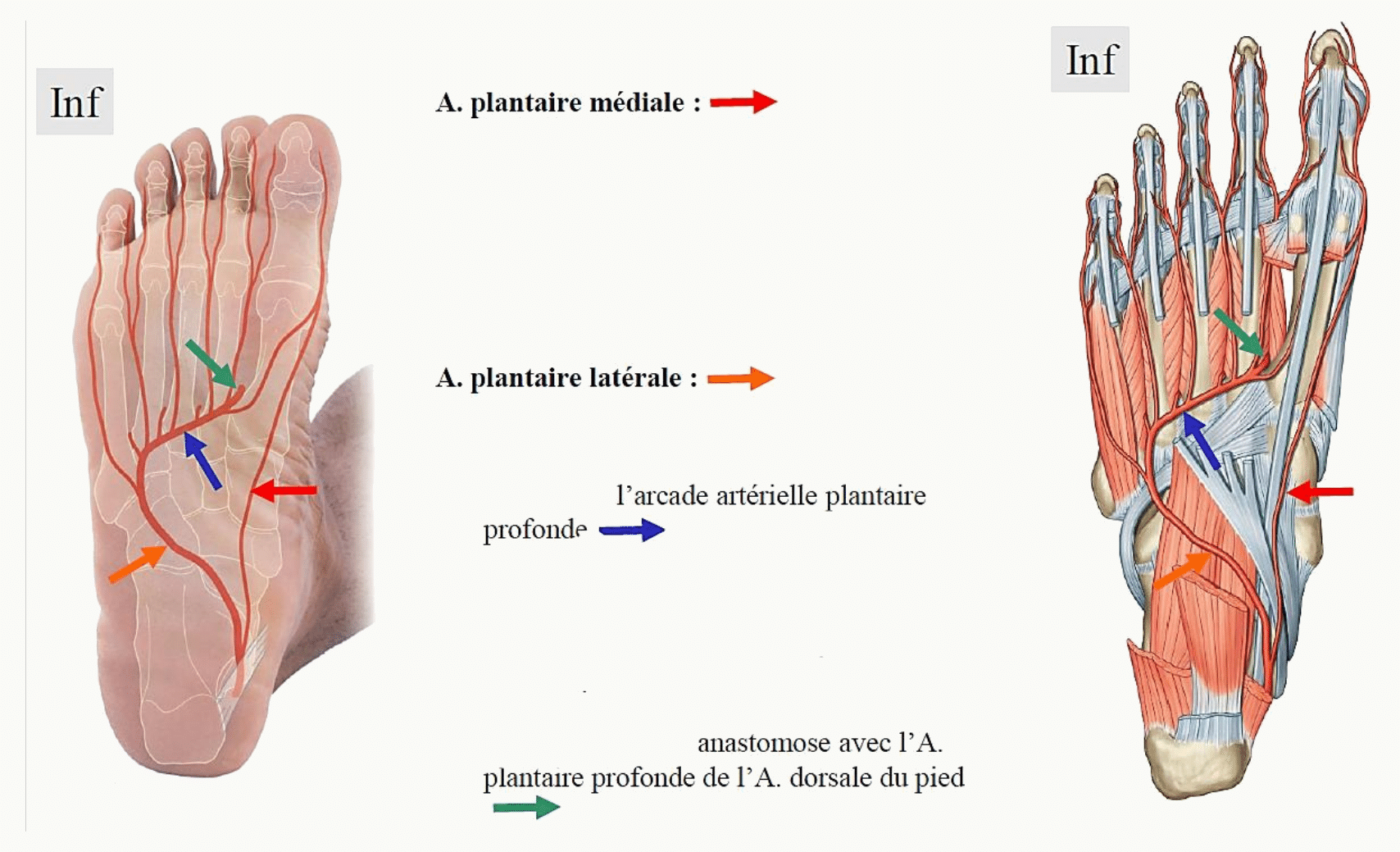 Artères plantaires médiale et latérale et arcade plantaire profonde