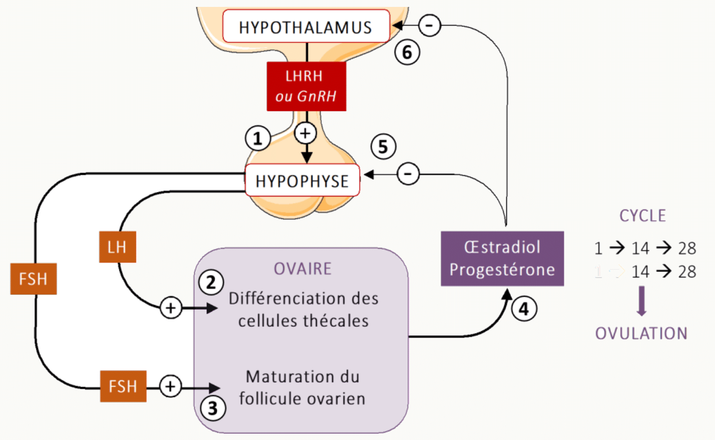 Schéma axe hypothalamo-hypophyso-ovarien et cycle menstruel.