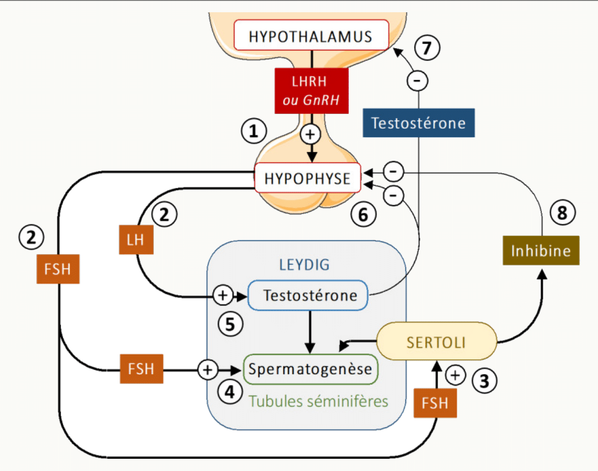Schéma axe hypothalamo-hypophyso-testiculaire.