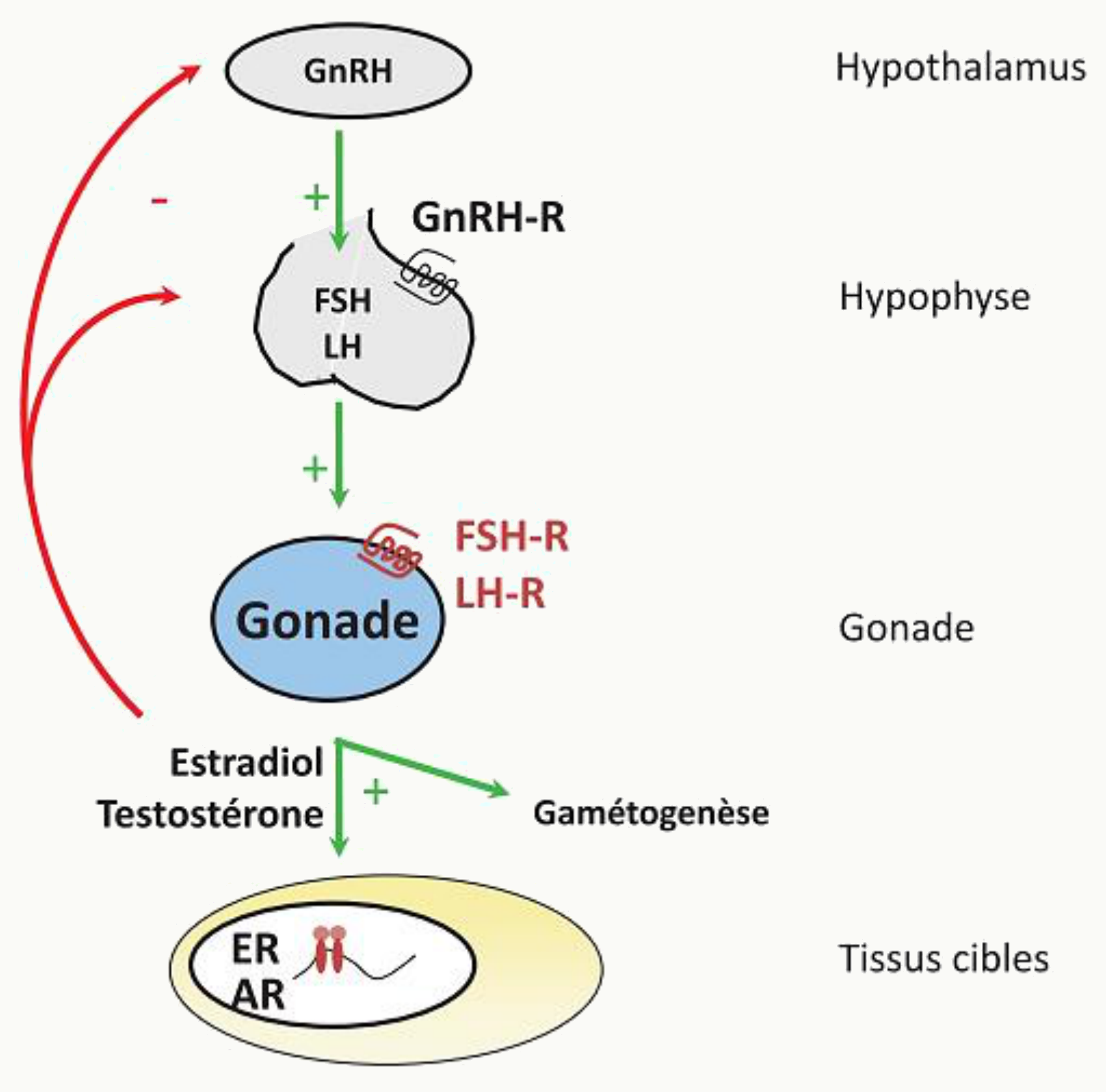 Schéma de l'axe gonadotrope montrant la GnRH hypothalamique, les récepteurs GnRH-R hypophysaires, la sécrétion de FSH et LH, les récepteurs FSH-R et LH-R gonadiques, la production d'estradiol et de testostérone, et les tissus cibles avec récepteurs ER et AR