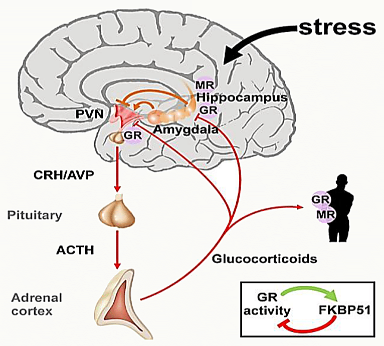 Schéma d'un cerveau en coupe avec PVN, hippocampe, amygdale marqués MR/GR ; flèches CRH/AVP vers hypophyse, ACTH vers cortex surrénal, glucocorticoïdes en retour ; encart FKBP51/GR