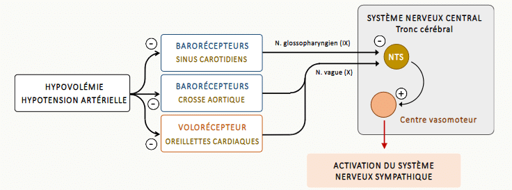 Schéma reliant l'hypovolémie et l'hypotension artérielle aux barorécepteurs (sinus carotidiens via IX, crosse aortique via X) et aux volorécepteurs des oreillettes, avec projections vers le NTS et le centre vasomoteur du tronc cérébral, aboutissant à l'activation du système nerveux sympathique