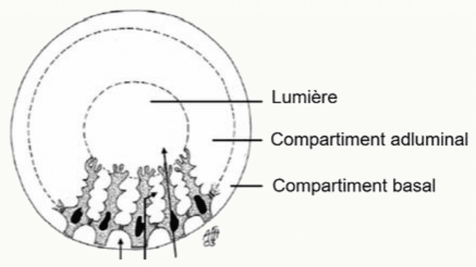Barrière hémato-testiculaire et cellules de Sertoli