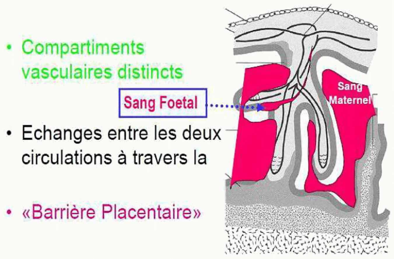 Barrière placentaire et compartiments vasculaires distincts
