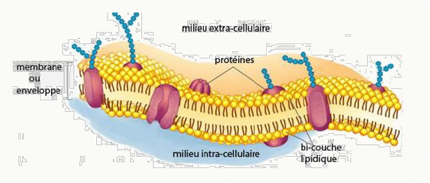 Bicouche lipidique membranaire avec protéines intégrales, phospholipides et glycoprotéines de surface.