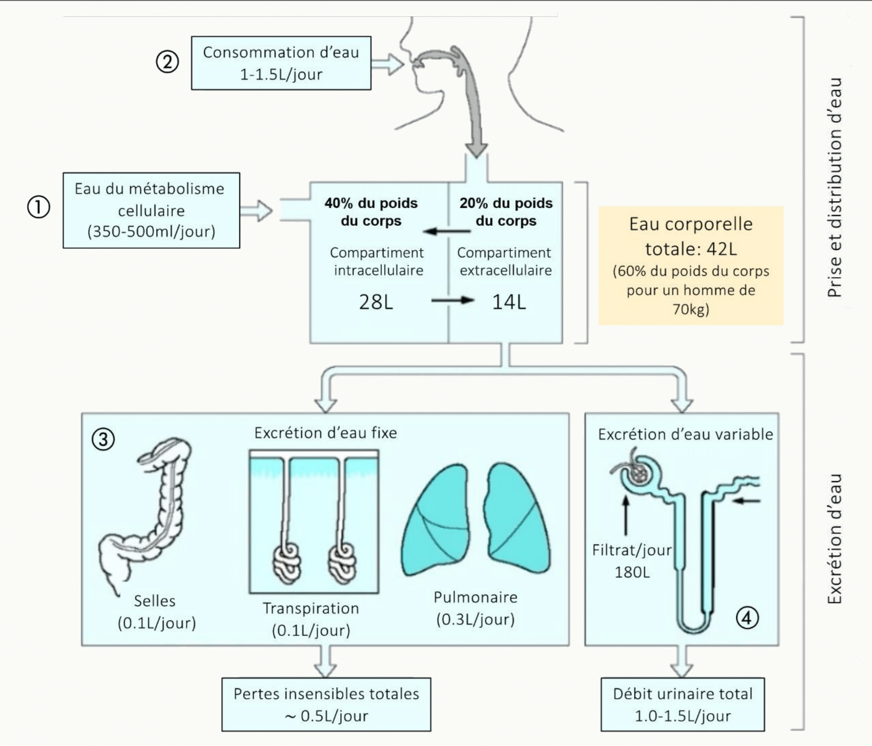 Schéma synthétique du bilan quotidien de l'eau chez l'adulte : entrées (1 à 1,5 L de boisson + 350 à 500 mL d'eau métabolique), répartition entre compartiments intracellulaire (28 L) et extracellulaire (14 L), et sorties (pertes insensibles cutanées et pulmonaires ~0,5 L, digestives 0,1 L, urinaires variables 1 à 1,5 L)