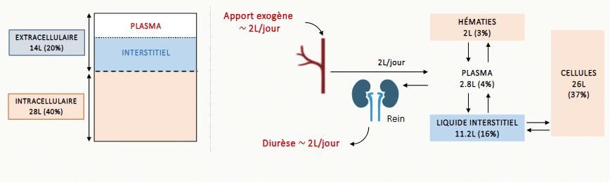 Répartition schématique de l'eau chez l'adulte : compartiment extracellulaire (14 L, 20 %) partagé entre plasma (2,8 L, 4 %) et liquide interstitiel (11,2 L, 16 %), compartiment intracellulaire (28 L, 40 %) et hématies (2 L, 3 %), avec le rein comme organe régulateur (apport exogène ~2 L/jour, diurèse ~2 L/jour)