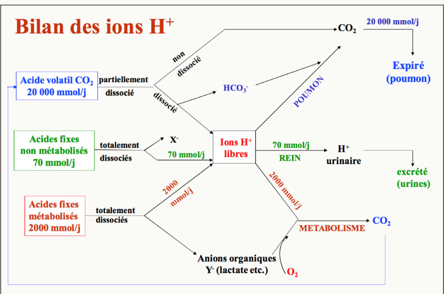 Bilan des ions H+ : production d'acides volatils CO2 et fixes, élimination pulmonaire et rénale