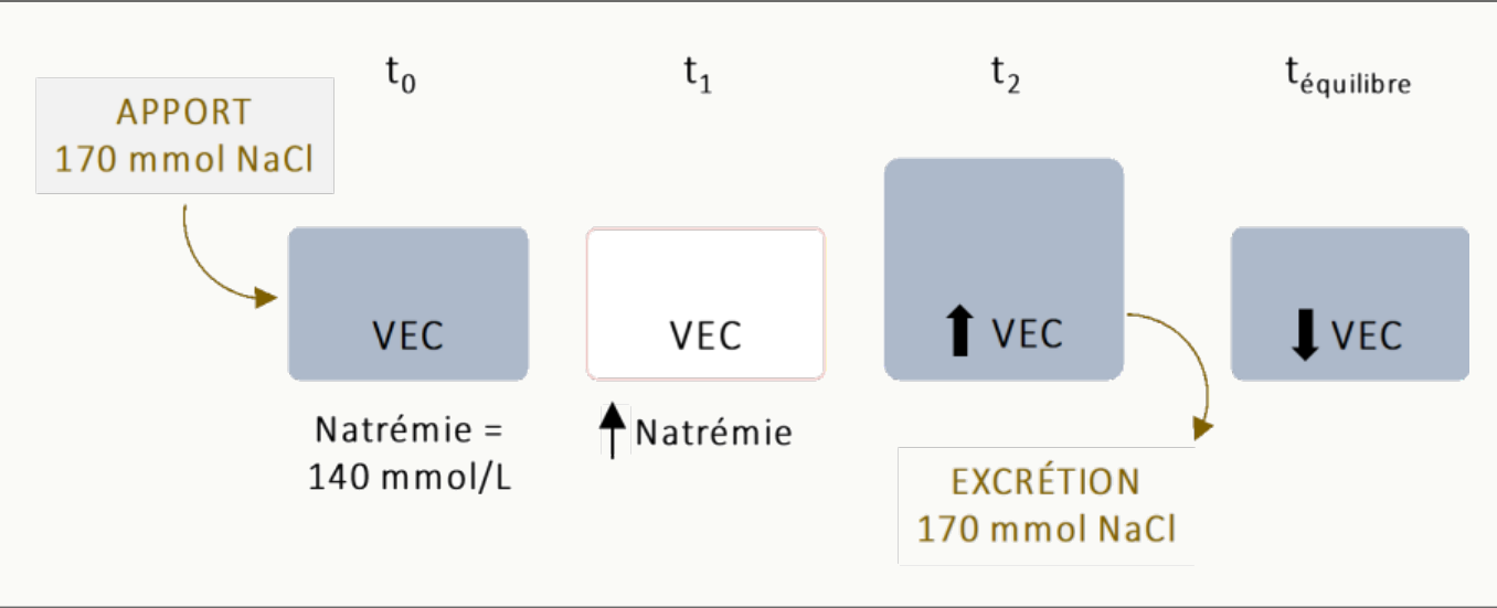 Schéma en quatre temps montrant l'apport quotidien de 170 mmol de NaCl, son passage transitoire dans le volume extracellulaire, puis l'excrétion urinaire équivalente qui ramène le VEC à son état d'équilibre avec une natrémie constante à 140 mmol/L