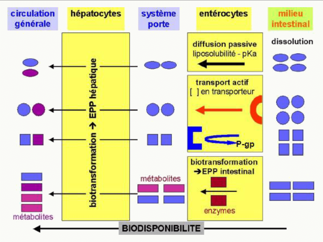 Biotransformation dans hépatocytes et entérocytes