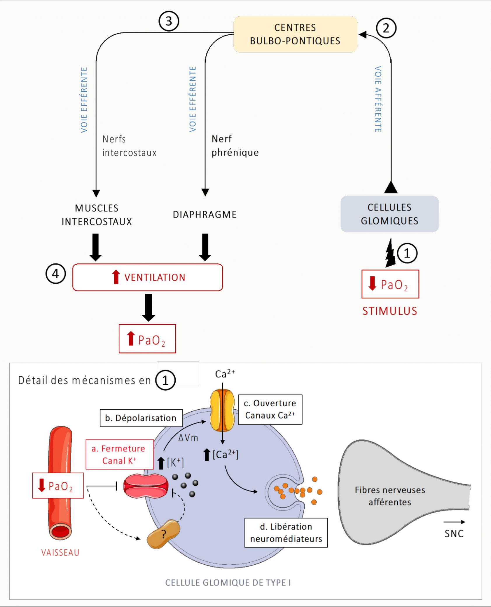 Schéma en deux parties : boucle réflexe hypoxémie → activation des cellules glomiques → afférences vers les centres bulbo-pontiques → efférences vers les muscles inspiratoires (intercostaux via nerfs intercostaux, diaphragme via nerf phrénique) → augmentation de la ventilation ; en bas, mécanisme cellulaire de la cellule glomique de type I (fermeture des canaux K⁺, dépolarisation, ouverture des canaux Ca²⁺, exocytose de neuromédiateurs vers les fibres afférentes).