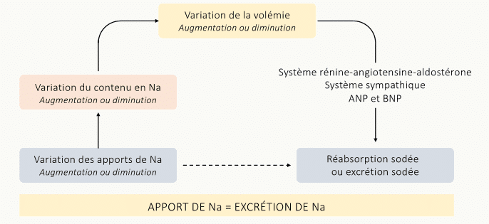 Boucle de régulation intégrée : variation des apports de Na⁺ → variation du contenu en Na⁺ → variation de la volémie → réponse conjointe du SRAA, du système sympathique et des peptides ANP/BNP → ajustement de la réabsorption ou de l'excrétion sodée, jusqu'à retrouver apport = excrétion