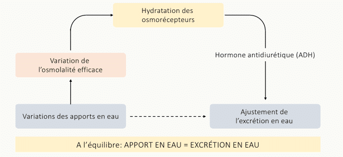 Boucle de régulation intégrée : variations des apports en eau → variation de l'osmolalité efficace → hydratation des osmorécepteurs → sécrétion d'ADH → ajustement de l'excrétion en eau, jusqu'à retrouver apport = excrétion à l'équilibre