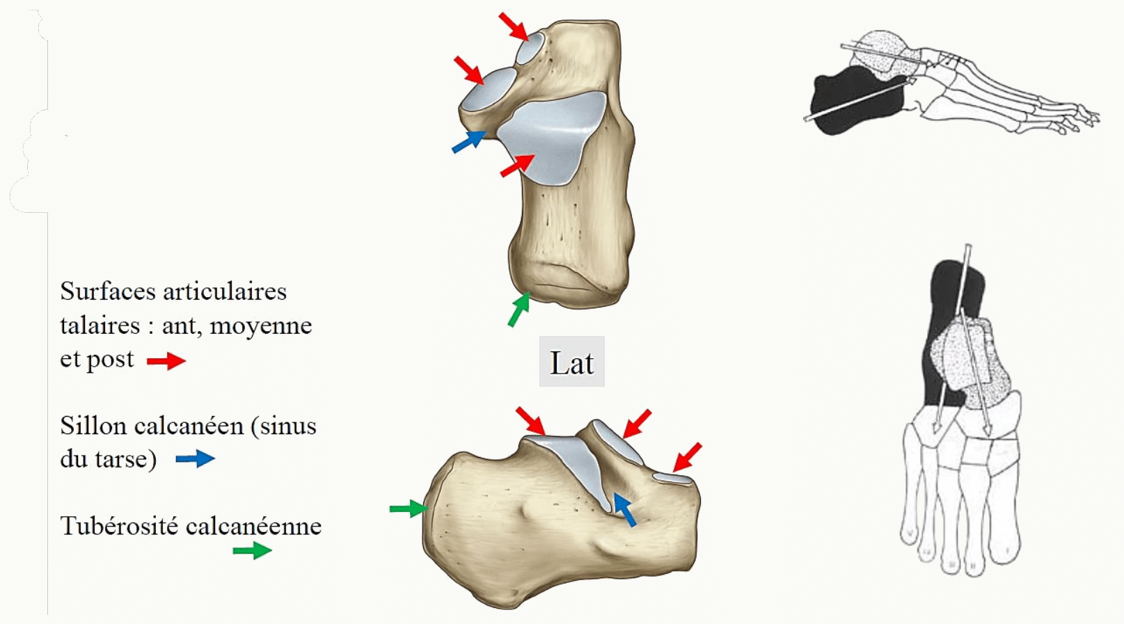 Calcanéus vu de dessus et de profil : surfaces talaires antérieure, moyenne et postérieure, sillon calcanéen et tubérosité calcanéenne