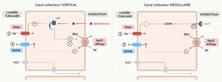 Deux cellules côte à côte : cellule principale du canal collecteur cortical stimulée par l'aldostérone via son récepteur MR (ENaC ↑, ROMK ↑), et cellule du canal collecteur médullaire où l'ANP freine la réabsorption via une signalisation GMPc et diminue l'activité des canaux Na⁺