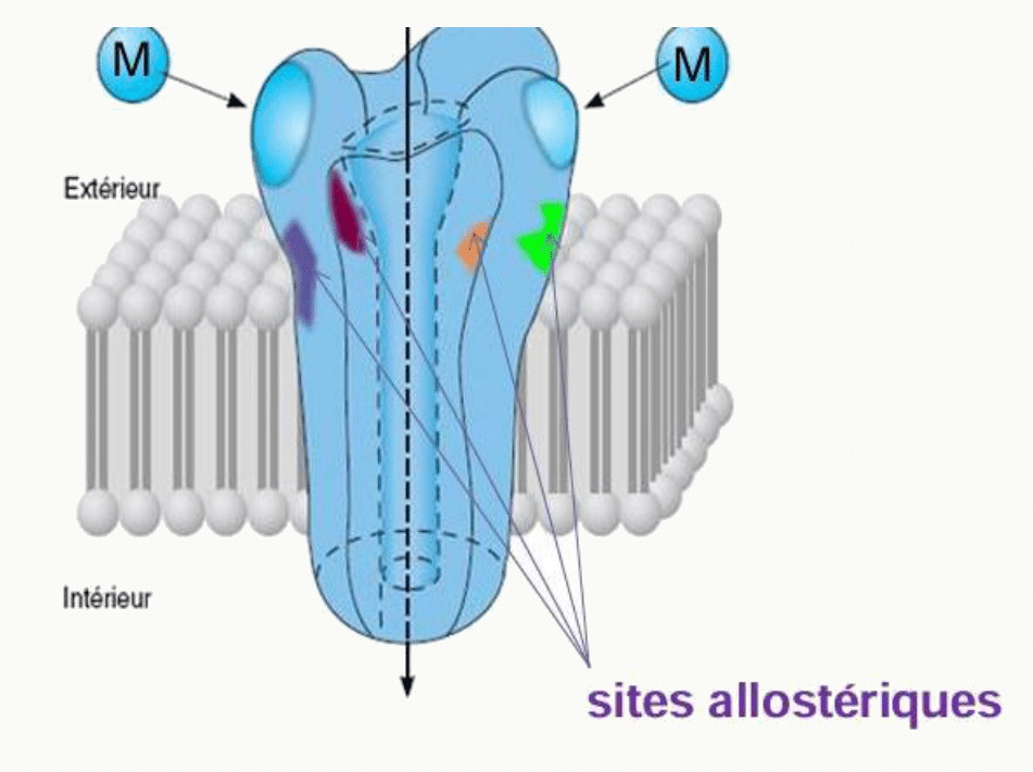 Canal ionique transmembranaire sites allostériques