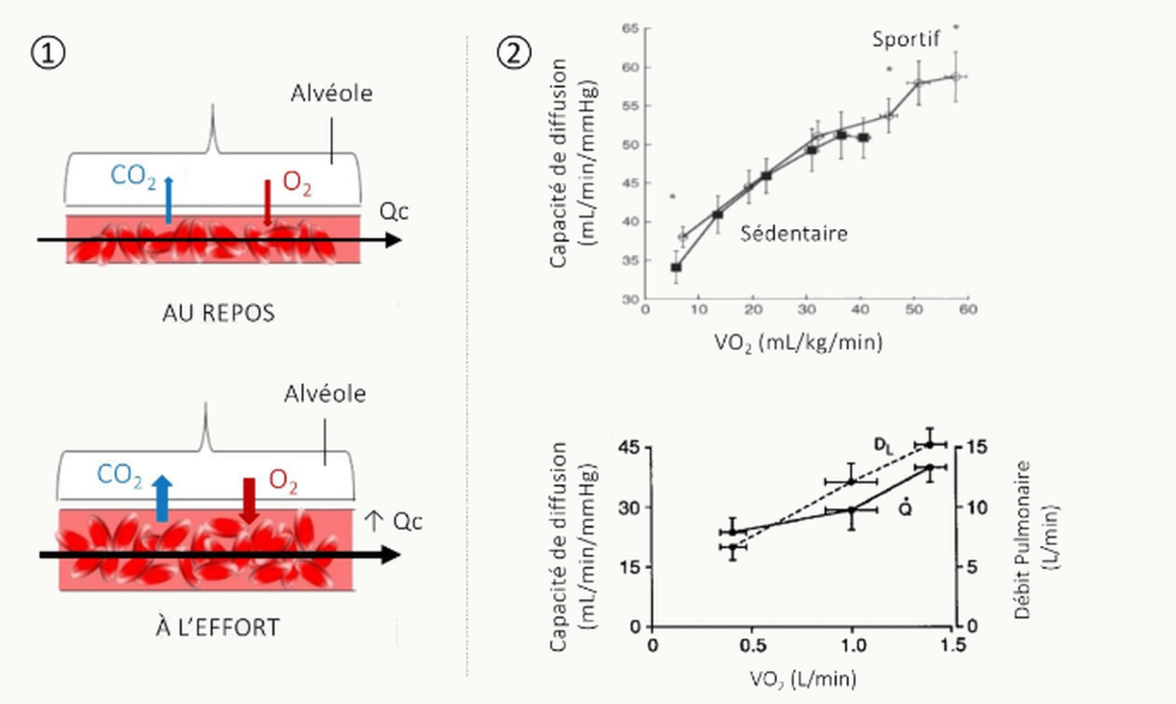 Trois graphiques : ① schéma comparatif diffusion au repos vs à l'effort avec augmentation du débit sanguin capillaire Q̇c ; ② capacité de diffusion pulmonaire (mL/min/mmHg) en fonction de la V̇O₂ (mL/kg/min) chez le sédentaire vs le sportif ; ③ capacité de diffusion et débit pulmonaire en fonction de la V̇O₂ (L/min).