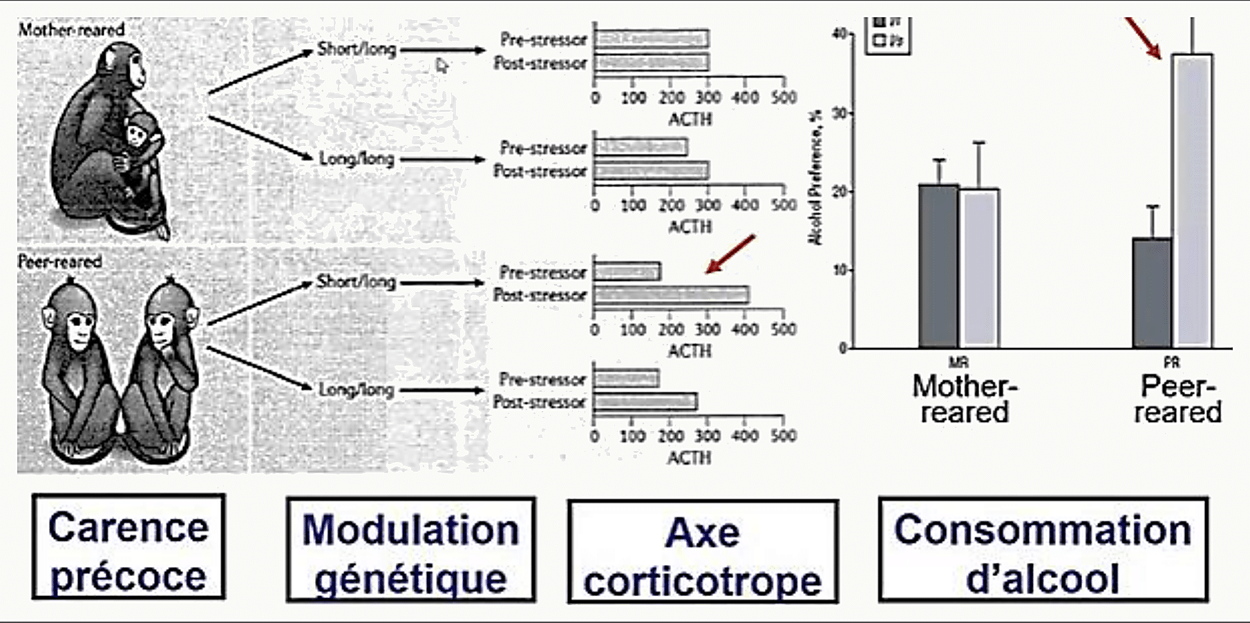 Schéma comparant macaques « Mother-reared » et « Peer-reared », histogrammes ACTH pré/post-stresseur selon génotype short/long, préférence alcool ; encadrés bleus : carence précoce, modulation génétique, axe corticotrope, consommation d'alcool