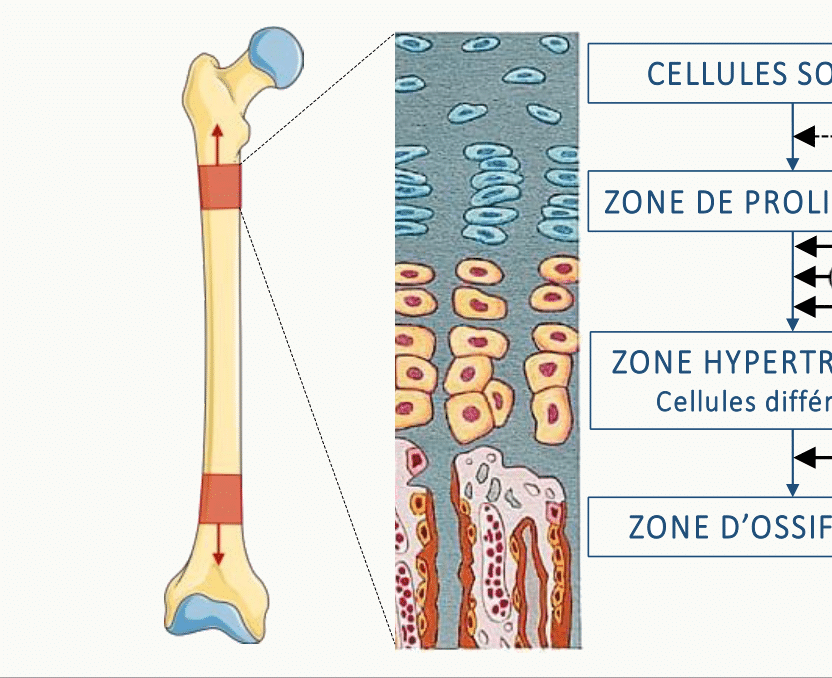 Coupe histologique schématique du cartilage de croissance en 4 zones.