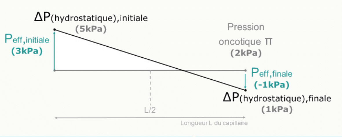 Pression hydrostatique augmentée à 10 kPa, filtration nette excessive